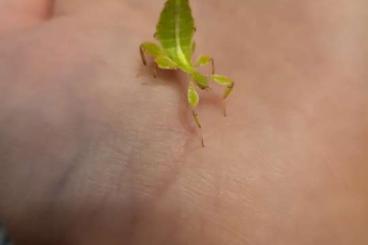 Insects kaufen und verkaufen Photo: Wandelnde Blätter Philippicum Insects kaufen und verkaufen Photo: Wandelnde Blätter Philippicum