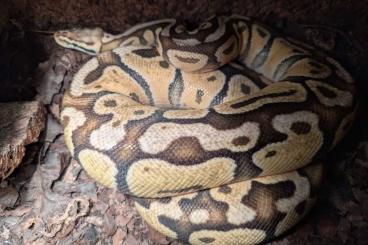 Ball Pythons kaufen und verkaufen Photo: Königspython mit Terrarium Ball Pythons kaufen und verkaufen Photo: Königspython mit Terrarium
