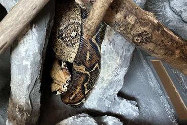 Boas kaufen und verkaufen Foto: Zwei Rotschwanzboas abzugeben Boas kaufen und verkaufen Foto: Zwei Rotschwanzboas abzugeben