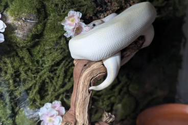 Königspythons kaufen und verkaufen Foto: Ivory Königspython männlich mit Terrarium Königspythons kaufen und verkaufen Foto: Ivory Königspython männlich mit Terrarium