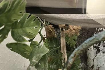 Geckos kaufen und verkaufen Photo: Terrarium mit Kronengeckos Geckos kaufen und verkaufen Photo: Terrarium mit Kronengeckos