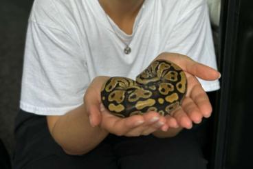 Ball Pythons kaufen und verkaufen Photo: Verkaufe 2 Königspythons mit komplettem Zubehör (Terrarien und Futter) Ball Pythons kaufen und verkaufen Photo: Verkaufe 2 Königspythons mit komplettem Zubehör (Terrarien und Futter)