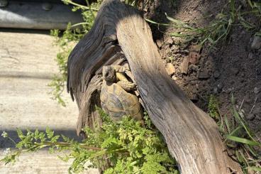 Landschildkröten kaufen und verkaufen Foto: Testudo Hermani Böttgeri / 50€ - KEIN VERSAND Landschildkröten kaufen und verkaufen Foto: Testudo Hermani Böttgeri / 50€ - KEIN VERSAND