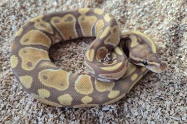 Königspythons kaufen und verkaufen Foto: Königspython Weibchen - Ultramel Königspythons kaufen und verkaufen Foto: Königspython Weibchen - Ultramel