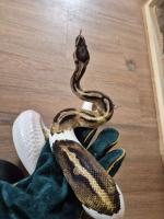 Bild 8/8