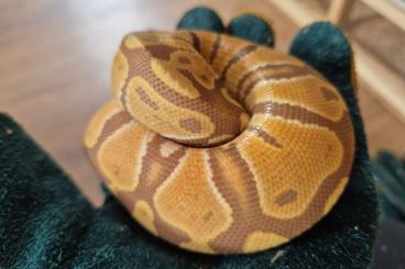 Ball Pythons kaufen und verkaufen Photo: 3 Königspython abzugeben. Ball Pythons kaufen und verkaufen Photo: 3 Königspython abzugeben.