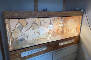 Bearded dragons kaufen und verkaufen Photo: Bartagame sucht neues Zuhause, nur in beste Hände! Bearded dragons kaufen und verkaufen Photo: Bartagame sucht neues Zuhause, nur in beste Hände!