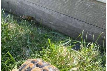 Turtles and Tortoises kaufen und verkaufen Photo: Griechische Landschildkröte männlich 7 Jahre abzugeben Turtles and Tortoises kaufen und verkaufen Photo: Griechische Landschildkröte männlich 7 Jahre abzugeben