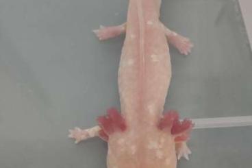 Newts kaufen und verkaufen Photo: Goldenes Albino Axolotl, 5J abzugeben Newts kaufen und verkaufen Photo: Goldenes Albino Axolotl, 5J abzugeben