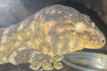 Geckos kaufen und verkaufen Photo: Lechianus Gecko Fridolin sucht neues Zuhause Geckos kaufen und verkaufen Photo: Lechianus Gecko Fridolin sucht neues Zuhause
