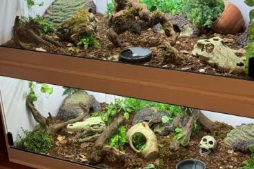 Pythons kaufen und verkaufen Foto: 2 Köpys mit Terrarien und Ausstattung Pythons kaufen und verkaufen Foto: 2 Köpys mit Terrarien und Ausstattung