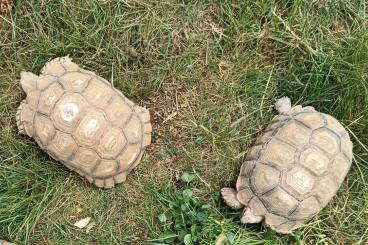 Schildkröten kaufen und verkaufen Foto: Verkaufe zwei Spornschildkröten Schildkröten kaufen und verkaufen Foto: Verkaufe zwei Spornschildkröten