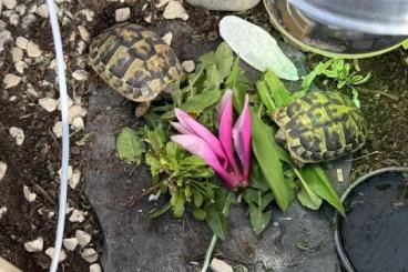 Landschildkröten kaufen und verkaufen Foto: Griechische Landschildkröten Landschildkröten kaufen und verkaufen Foto: Griechische Landschildkröten