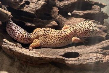 Geckos kaufen und verkaufen Foto: Leopardengecko inkl. Terrarium abzugeben Geckos kaufen und verkaufen Foto: Leopardengecko inkl. Terrarium abzugeben