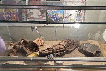 Geckos kaufen und verkaufen Foto: Leopardengecko inkl. Terrarium abzugeben Geckos kaufen und verkaufen Foto: Leopardengecko inkl. Terrarium abzugeben
