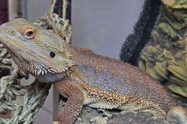 Bearded dragons kaufen und verkaufen Photo: Bartagame, Central bearded dragon Bearded dragons kaufen und verkaufen Photo: Bartagame, Central bearded dragon