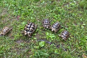 Landschildkröten kaufen und verkaufen Foto: Landschildkröten an gute Plätze abzugeben Landschildkröten kaufen und verkaufen Foto: Landschildkröten an gute Plätze abzugeben