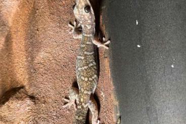Geckos kaufen und verkaufen Foto: Oedura Monilis & Castelnaui