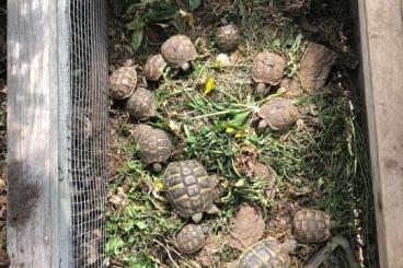 Tortoises kaufen und verkaufen Photo: Griechische Landschildkröten aus 2023 Tortoises kaufen und verkaufen Photo: Griechische Landschildkröten aus 2023