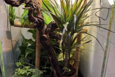 Geckos kaufen und verkaufen Photo: Suche: Uroplatus Ebenaui 1.1 od 1.2 Geckos kaufen und verkaufen Photo: Suche: Uroplatus Ebenaui 1.1 od 1.2