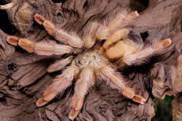 Spiders and Scorpions kaufen und verkaufen Photo: SUCHE weibliche Vogelspinnen!!!! Spiders and Scorpions kaufen und verkaufen Photo: SUCHE weibliche Vogelspinnen!!!!
