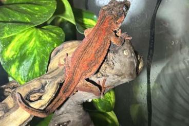 Geckos kaufen und verkaufen Photo: SUCHE: 0.1-2 Rhacodactilus auriculatus