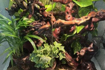 Geckos kaufen und verkaufen Photo: SUCHE: Rhacodactilus Leachianus Geckos kaufen und verkaufen Photo: SUCHE: Rhacodactilus Leachianus