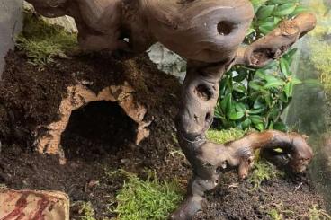 Spinnen und Skorpione kaufen und verkaufen Foto: SUCHE: verschiedene Vogelspinnen Spinnen und Skorpione kaufen und verkaufen Foto: SUCHE: verschiedene Vogelspinnen