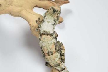 Geckos kaufen und verkaufen Foto: SUCHE: Rhacodactilus/Mniarogekko chahoua Geckos kaufen und verkaufen Foto: SUCHE: Rhacodactilus/Mniarogekko chahoua
