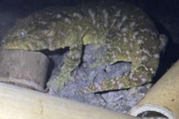 Geckos kaufen und verkaufen Photo: SUCHE 0.1 Rhacodactilus Leachianus Friedel Geckos kaufen und verkaufen Photo: SUCHE 0.1 Rhacodactilus Leachianus Friedel