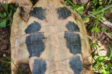 Landschildkröten kaufen und verkaufen Foto: Griechische Landschildkröte Thb von 2011 männlich Landschildkröten kaufen und verkaufen Foto: Griechische Landschildkröte Thb von 2011 männlich