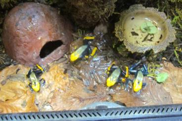 Poison dart frogs kaufen und verkaufen Photo: 4 x Tumucumaque in Landshut Poison dart frogs kaufen und verkaufen Photo: 4 x Tumucumaque in Landshut