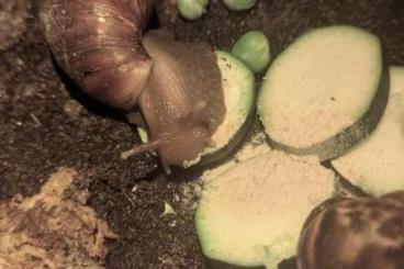 Mollusca kaufen und verkaufen Photo: Lissachatina Fulica verschiedene Farbschläge Mollusca kaufen und verkaufen Photo: Lissachatina Fulica verschiedene Farbschläge