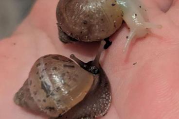 Schnecken kaufen und verkaufen Foto: Lissachatina Fulica verschiedene Farbschläge Schnecken kaufen und verkaufen Foto: Lissachatina Fulica verschiedene Farbschläge