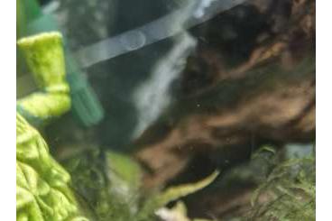 Aquarien kaufen und verkaufen Foto: Komplett Aquarium 104 l mit Fischen und Garnelen für 199,00 € Aquarien kaufen und verkaufen Foto: Komplett Aquarium 104 l mit Fischen und Garnelen für 199,00 €