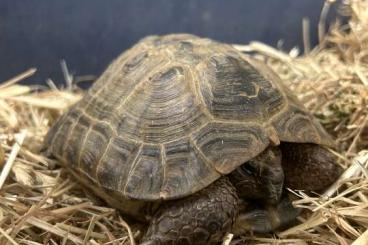 Landschildkröten kaufen und verkaufen Foto: Vierzehn Landschildkröte (Ukrainisch) Landschildkröten kaufen und verkaufen Foto: Vierzehn Landschildkröte (Ukrainisch)