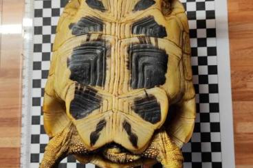 Landschildkröten kaufen und verkaufen Foto: Gruppe griechischer Landschildkröten 2009, 2014, 2015 zu verkaufen Landschildkröten kaufen und verkaufen Foto: Gruppe griechischer Landschildkröten 2009, 2014, 2015 zu verkaufen