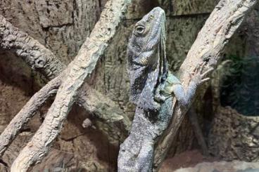 Echsen kaufen und verkaufen Foto: Kragenechsen chlamydosaurus kingii Echsen kaufen und verkaufen Foto: Kragenechsen chlamydosaurus kingii