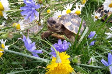 Tortoises kaufen und verkaufen Photo: 4 Griechische Landschildkröten (w) testudo hermanni hermanni abzugeben Tortoises kaufen und verkaufen Photo: 4 Griechische Landschildkröten (w) testudo hermanni hermanni abzugeben