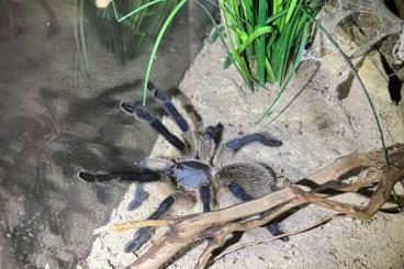 Vogelspinnen kaufen und verkaufen Foto: Zwei weibliche Monocentropus balfouri mit Terrarium und Zubehör Vogelspinnen kaufen und verkaufen Foto: Zwei weibliche Monocentropus balfouri mit Terrarium und Zubehör
