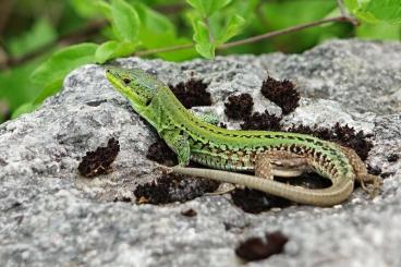 andere Echsen kaufen und verkaufen Foto: Suche Züchter von Ruineneidechsen/Podarcis Siculus in NRW und Umgebung andere Echsen kaufen und verkaufen Foto: Suche Züchter von Ruineneidechsen/Podarcis Siculus in NRW und Umgebung