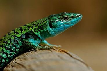 andere Echsen kaufen und verkaufen Foto: Suche Züchter von Ruineneidechsen in NRW und 150km Umgebung andere Echsen kaufen und verkaufen Foto: Suche Züchter von Ruineneidechsen in NRW und 150km Umgebung