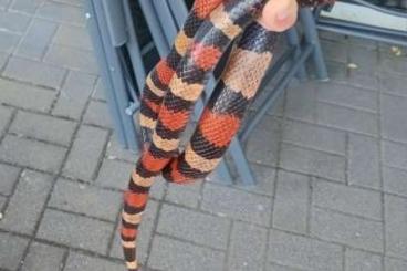 Schlangen kaufen und verkaufen Foto: Königsnatter günstig abzugeben Schlangen kaufen und verkaufen Foto: Königsnatter günstig abzugeben