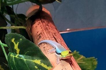 Geckos kaufen und verkaufen Photo: Phelsuma klemmeri abzugeben Geckos kaufen und verkaufen Photo: Phelsuma klemmeri abzugeben