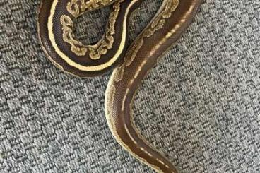 Ball Pythons kaufen und verkaufen Photo: Ball pythons for sale from Hungary Ball Pythons kaufen und verkaufen Photo: Ball pythons for sale from Hungary