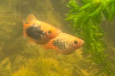 Zierfische kaufen und verkaufen Foto: Verkaufe 4 Monate alte Platys mit zwei verschieden Farben Zierfische kaufen und verkaufen Foto: Verkaufe 4 Monate alte Platys mit zwei verschieden Farben