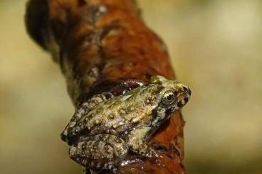 Frösche kaufen und verkaufen Foto: Grenouille de sardaigne Frösche kaufen und verkaufen Foto: Grenouille de sardaigne