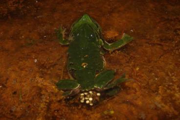 frogs kaufen und verkaufen Photo: Oeufs de rainette méridionale frogs kaufen und verkaufen Photo: Oeufs de rainette méridionale