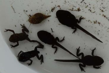 frogs kaufen und verkaufen Photo: Tetard Bufo spinosus frogs kaufen und verkaufen Photo: Tetard Bufo spinosus