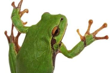 frogs kaufen und verkaufen Photo: Je recherche une rainette hyla arborea frogs kaufen und verkaufen Photo: Je recherche une rainette hyla arborea